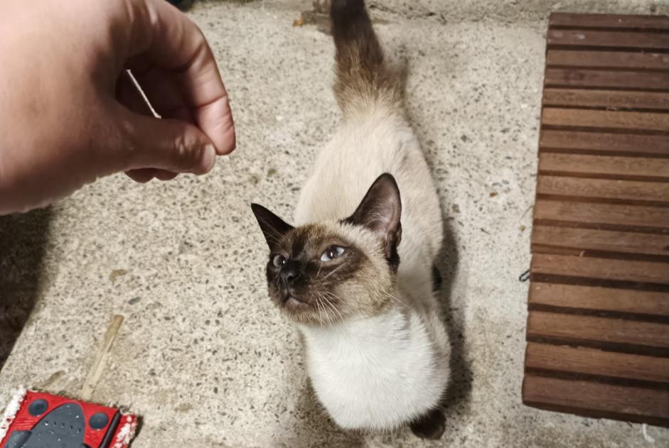 Discovery alert Cat  Female Muzillac France
