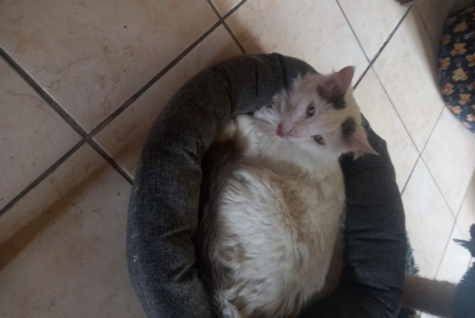Fundmeldung Katze Weiblich , 2 Jahre Le Grand-Quevilly Frankreich