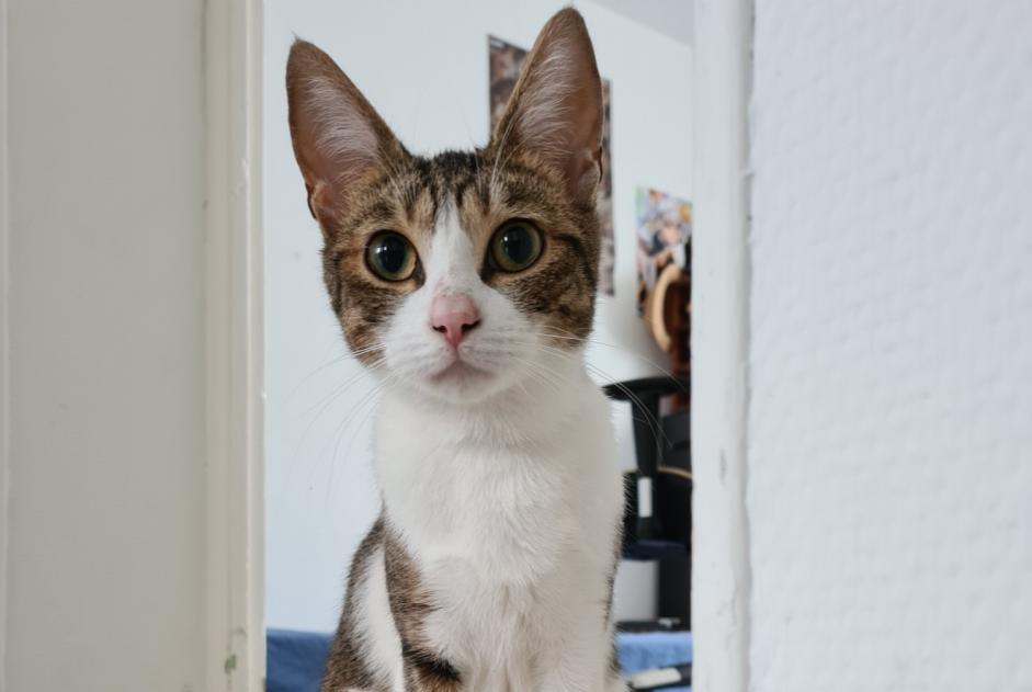 Fundmeldung Katze Weiblich , Zwischen 9 und 12 Monaten Gournay-en-Bray Frankreich