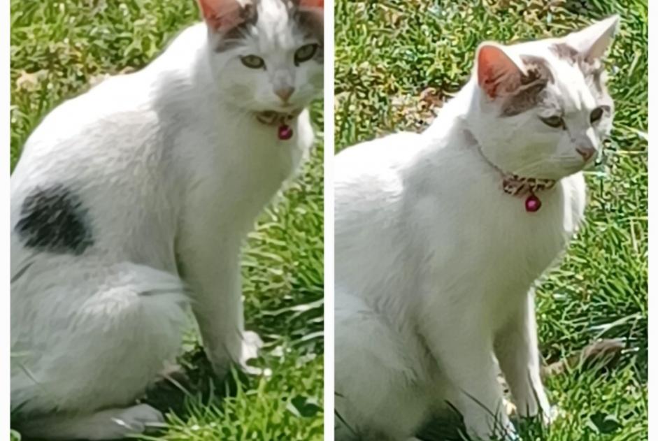 Fundmeldung Katze Unbekannt Sotteville-lès-Rouen Frankreich Fundmeldung Katze Unbekannt Sotteville-lès-Rouen Frankreich