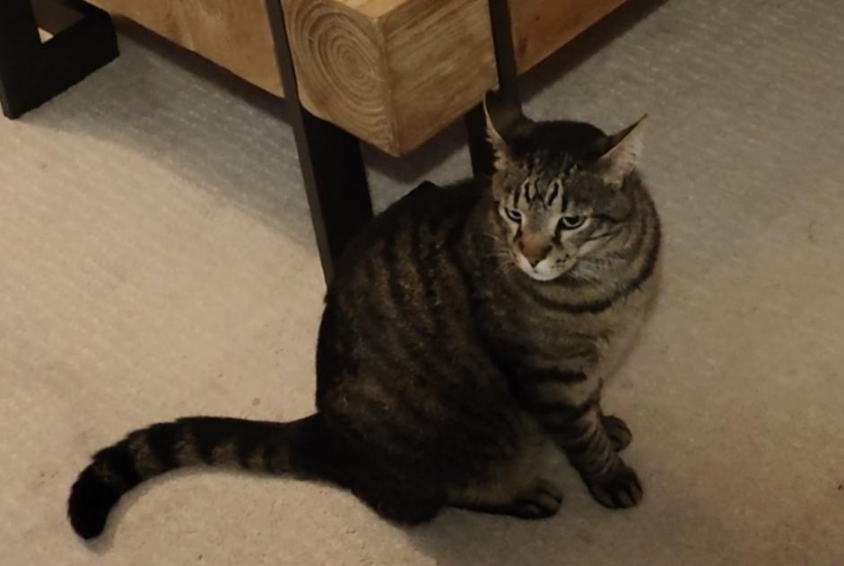 Vermisstmeldung Katze rassenmischung Männliche , 5 jahre Darnétal Frankreich