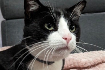Vermisstmeldung Katze Männliche , 5 jahre Saint-Étienne-du-Rouvray Frankreich