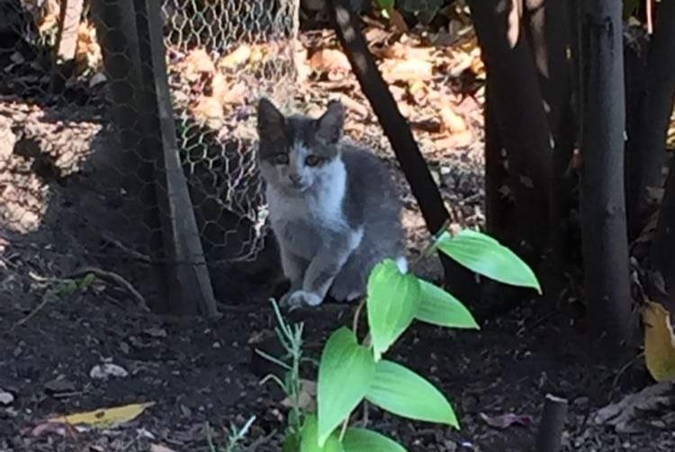 Discovery alert Cat Unknown Rouen France