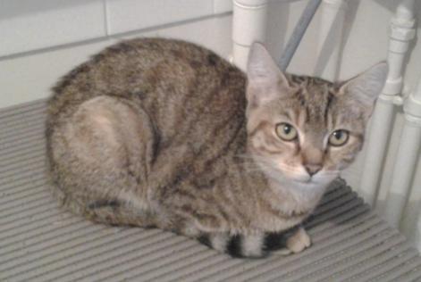 Disappearance alert Cat Female , 6 years Caudebec-lès-Elbeuf France