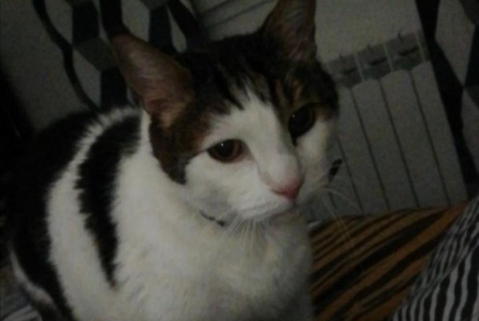 Disappearance alert Cat Male , 16 years Saint-Martin-de-l'If France