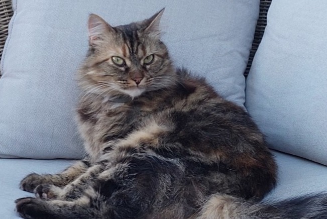 Disappearance alert Cat Female , 2 years Fresnoy-Folny France