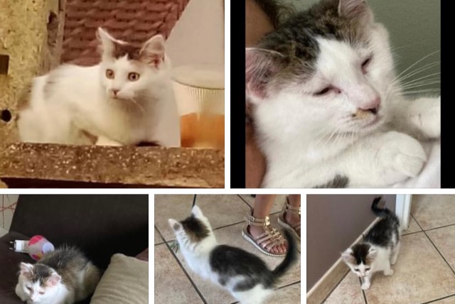 Disappearance alert Cat Female , 0 years Yvecrique France
