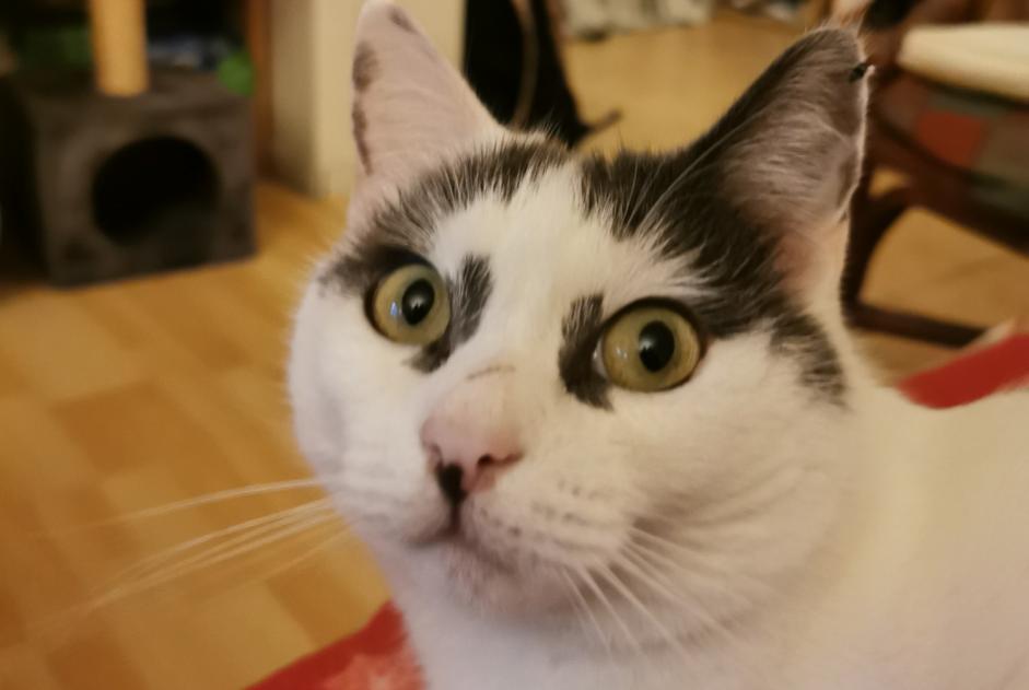 Disappearance alert Cat  Female , 5 years Le Havre France