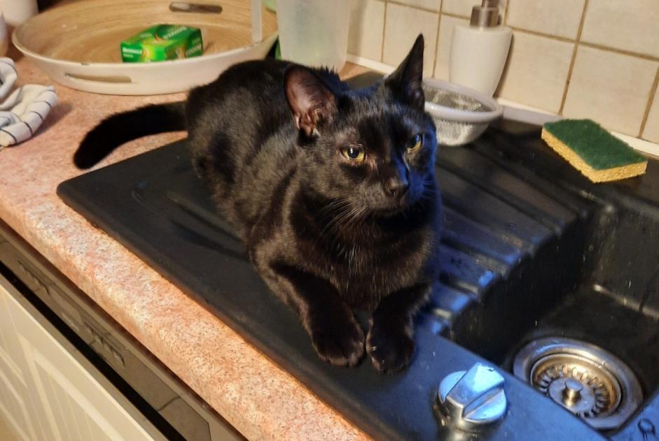 Disappearance alert Cat Male , 2 years Étalleville France