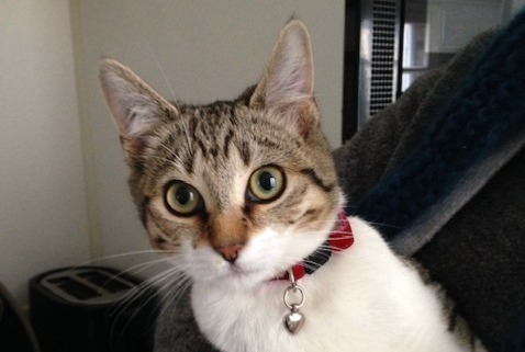 Alerta de Desaparición Gato  Hembra , 6 años Sotteville-lès-Rouen Francia
