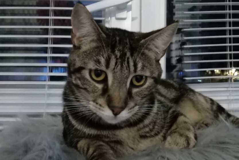 Alerta de Desaparición Gato cruce Macho , 2 años Rouen Francia Alerta de Desaparición Gato cruce Macho , 2 años Rouen Francia