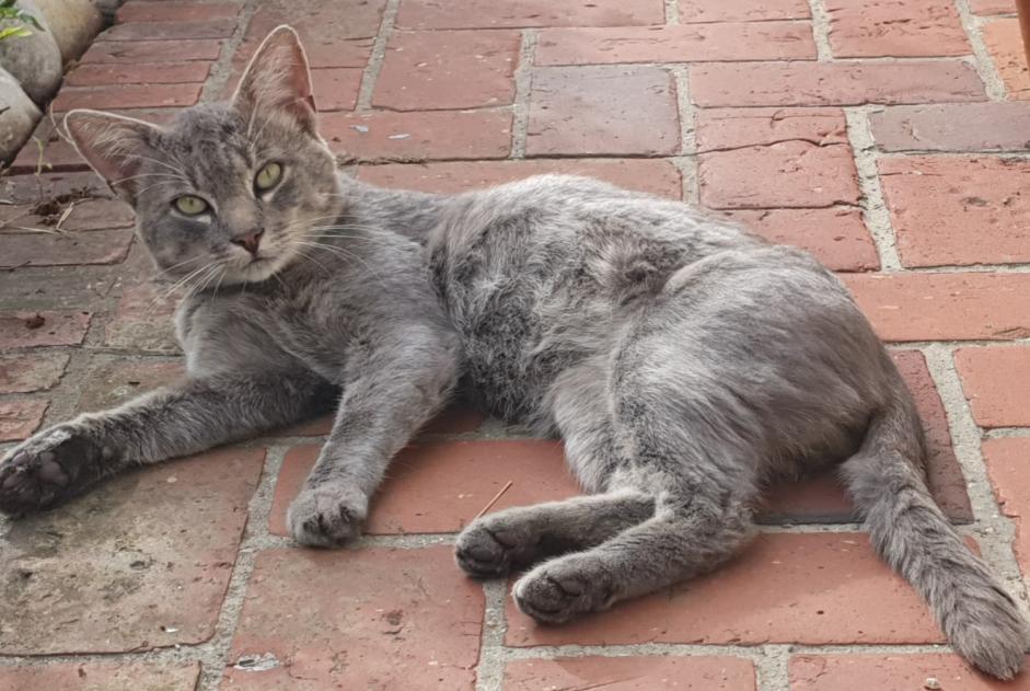 Alerta de Hallazgo Gato Macho Ferrières-en-Bray Francia