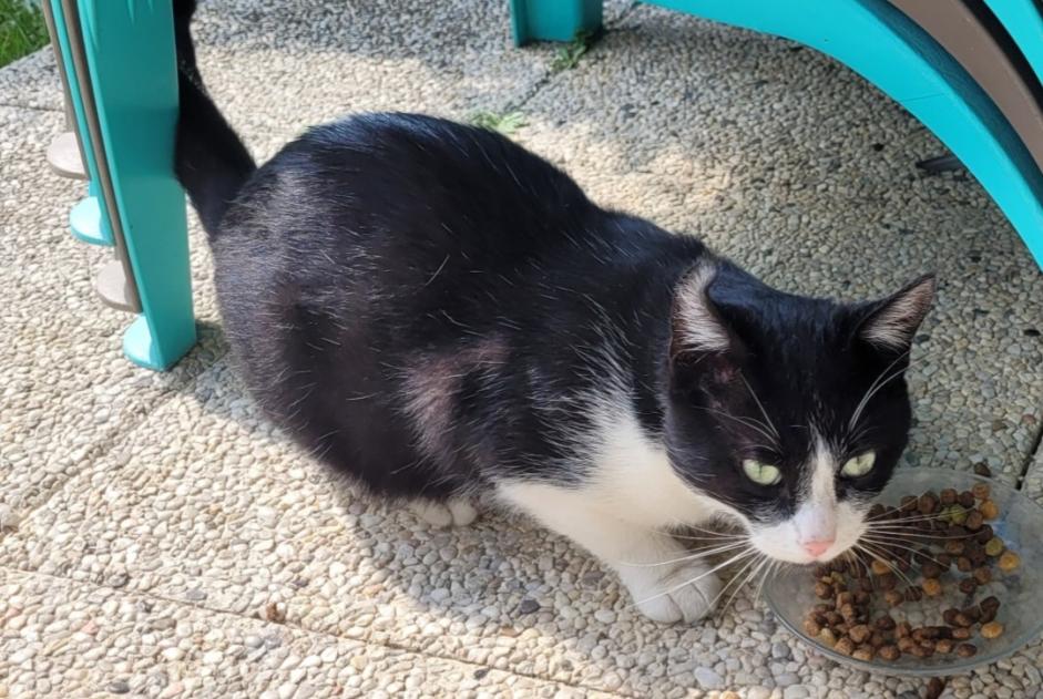 Alerta de Hallazgo Gato Desconocido Déville-lès-Rouen Francia