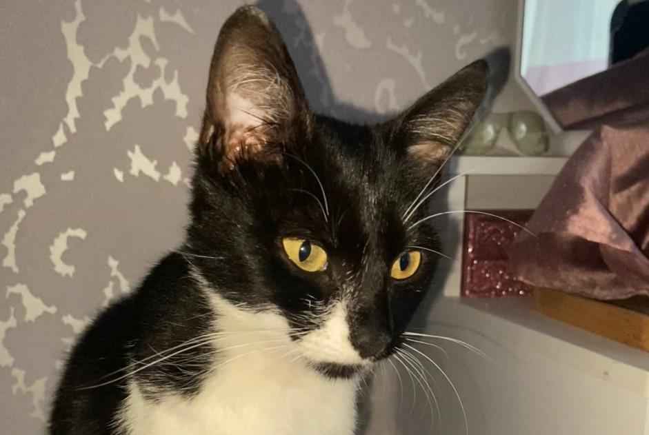 Alerta de Hallazgo Gato Hembra Le Trait Francia