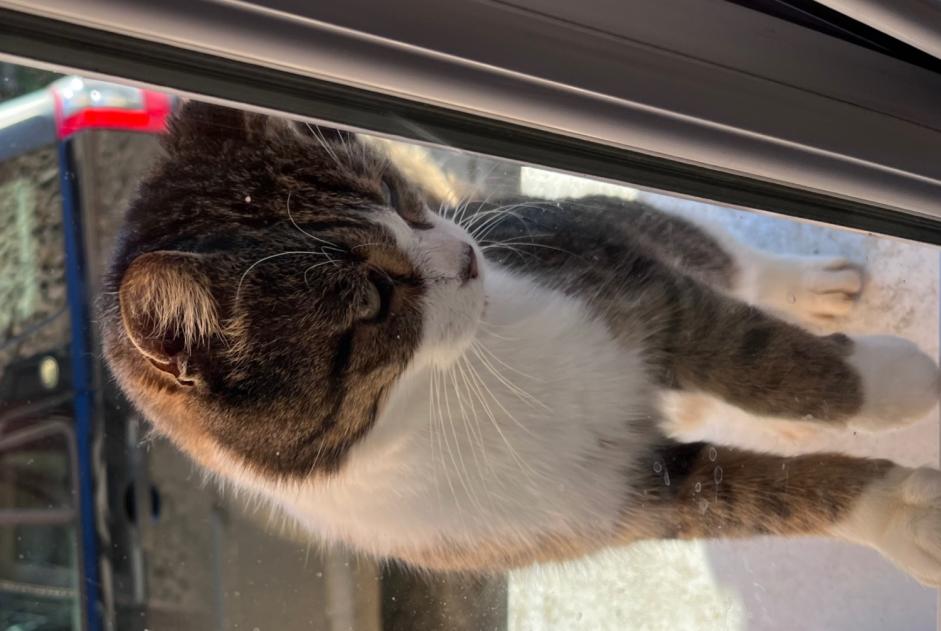 Alerta de Hallazgo Gato Hembra Saint-Paër Francia