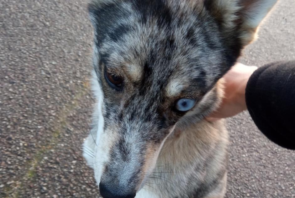 Alerta de Hallazgo Perro cruce Desconocido Beuzeville-la-Grenier Francia