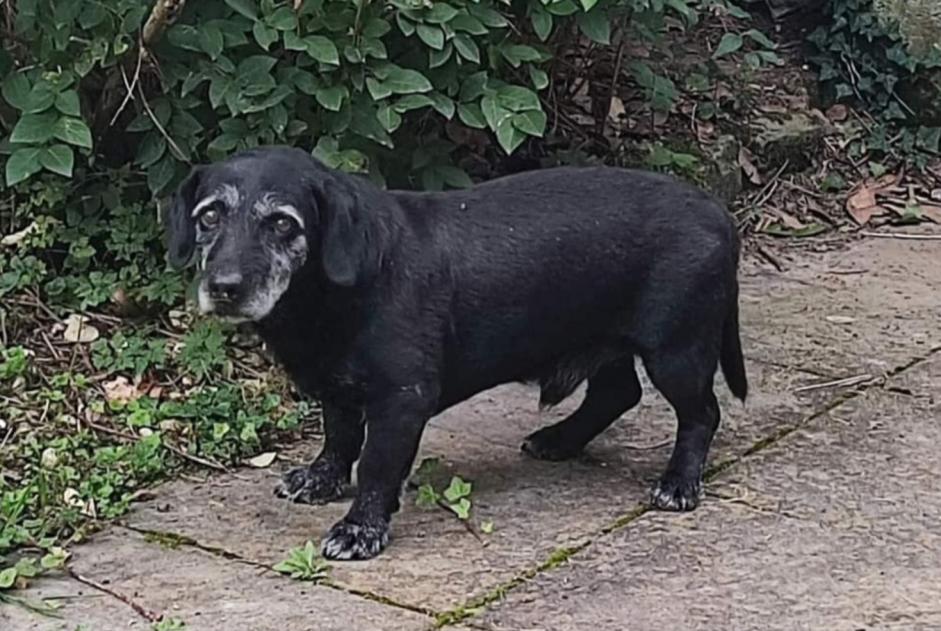 Alerta de Hallazgo Perro cruce Macho Mont-Saint-Aignan Francia