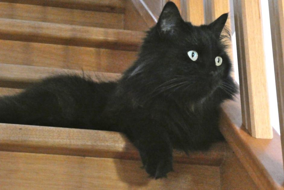 Alerte Disparition Chat  Mâle , 5 ans Auzebosc France