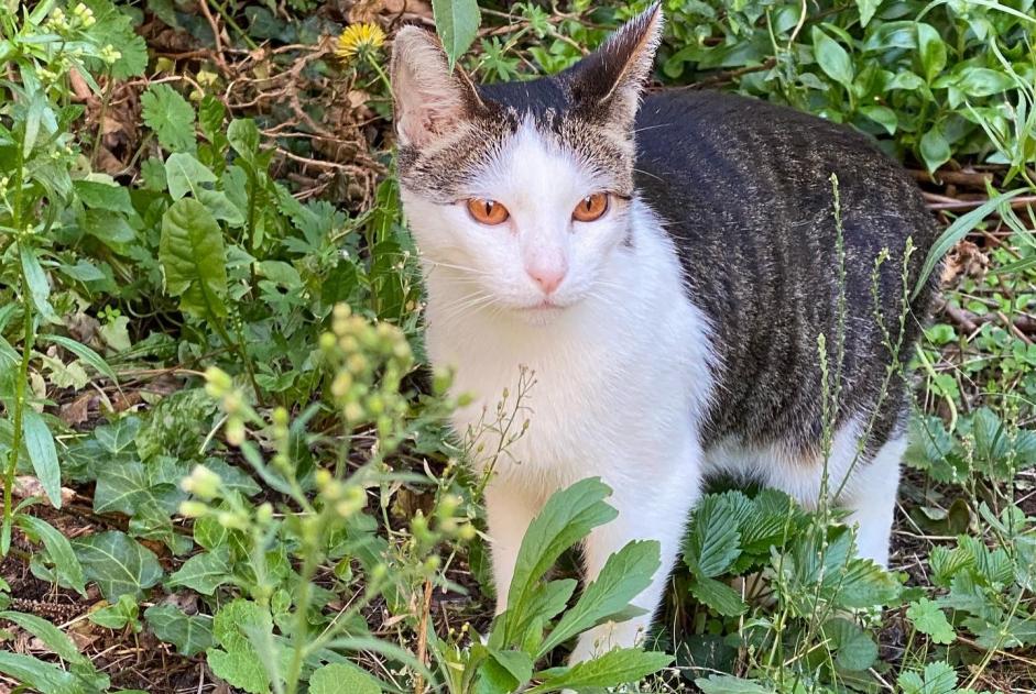 Alerte Disparition Chat  Mâle , 5 ans Le Havre France