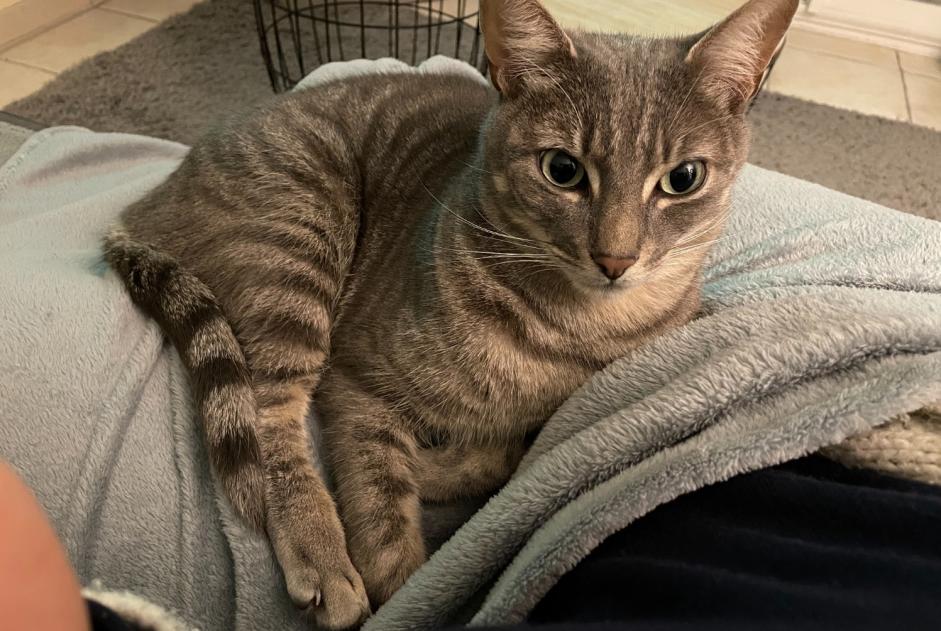 Alerte Disparition Chat croisement Mâle , 4 ans Montville France