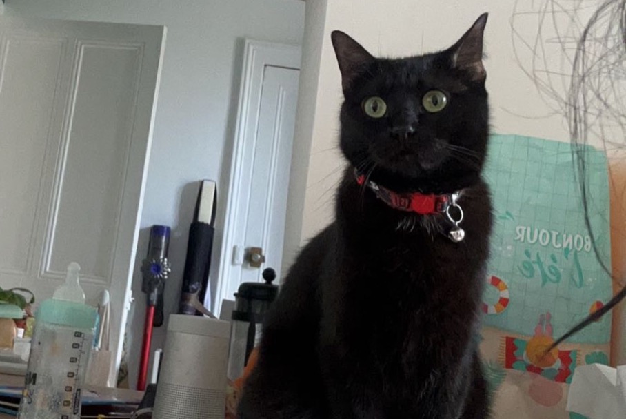 Alerte Disparition Chat Femelle , 1 ans Le Havre France
