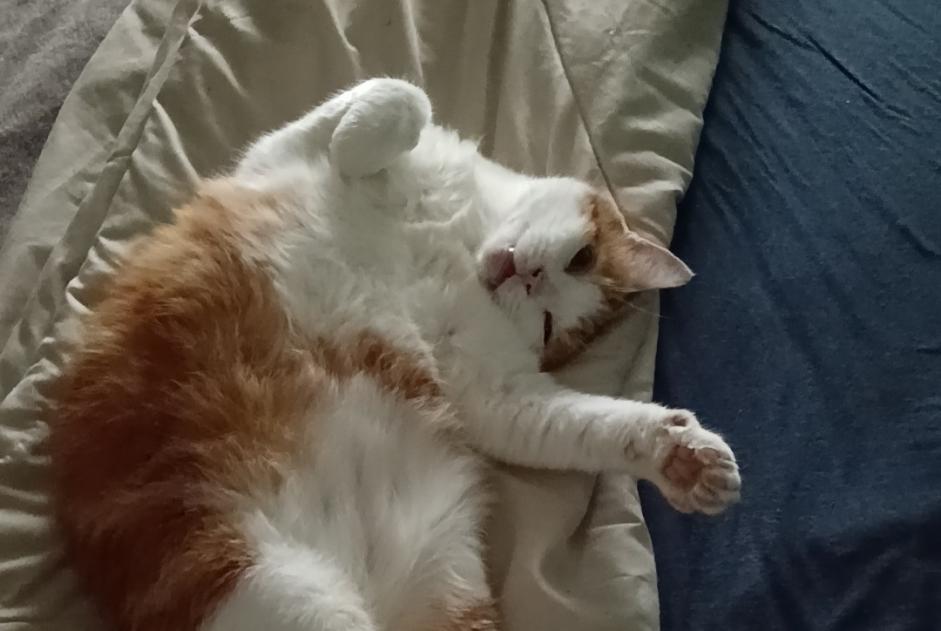 Alerte Disparition Chat croisement Mâle , 6 ans Fécamp France