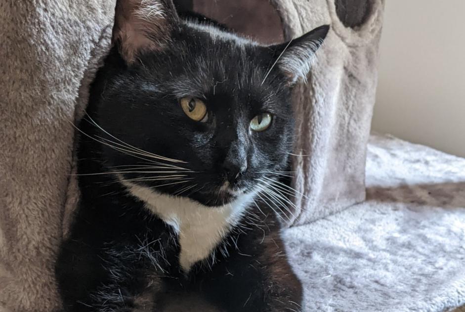 Alerte Disparition Chat Mâle , 3 ans Rouen France Alerte Disparition Chat Mâle , 3 ans Rouen France