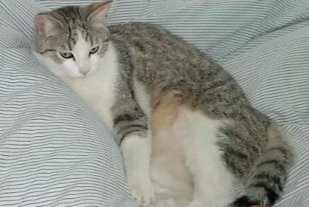 Alerte Disparition Chat croisement Mâle , 2 ans Le Havre France Alerte Disparition Chat croisement Mâle , 2 ans Le Havre France