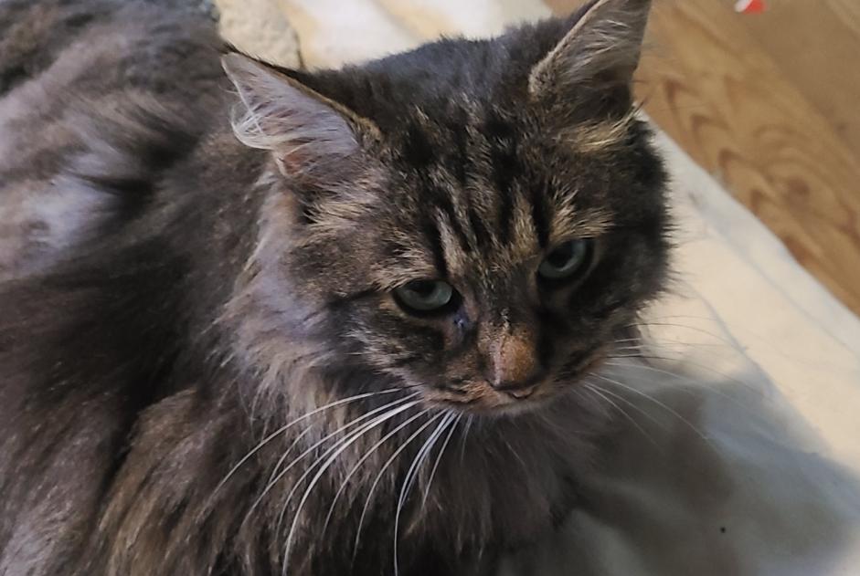 Alerte Disparition Chat Mâle , 6 ans Bihorel France Alerte Disparition Chat Mâle , 6 ans Bihorel France