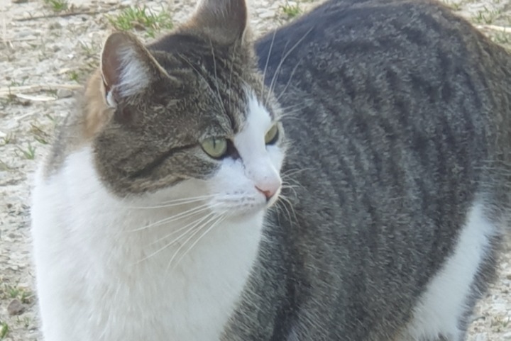 Alerte Disparition Chat Femelle , 5 ans Gainneville France Alerte Disparition Chat Femelle , 5 ans Gainneville France
