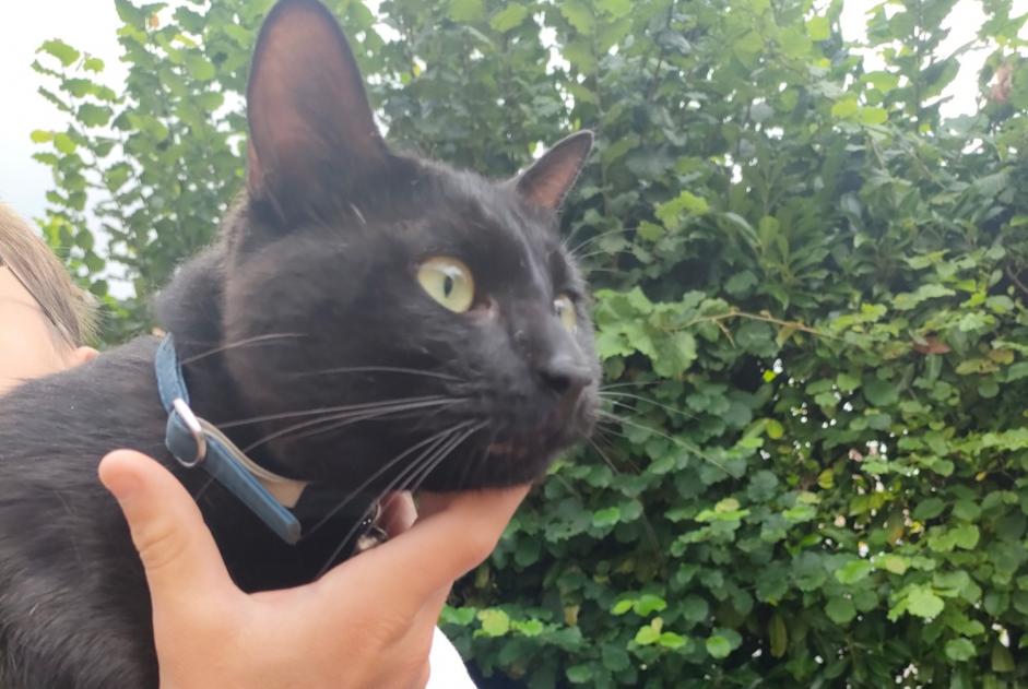 Alerte Découverte Chat Mâle Cléon France