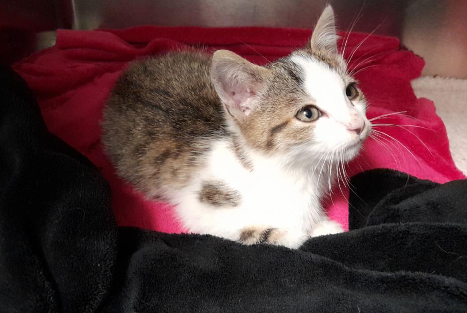 Alerte Découverte Chat Mâle Dieppe France Alerte Découverte Chat Mâle Dieppe France