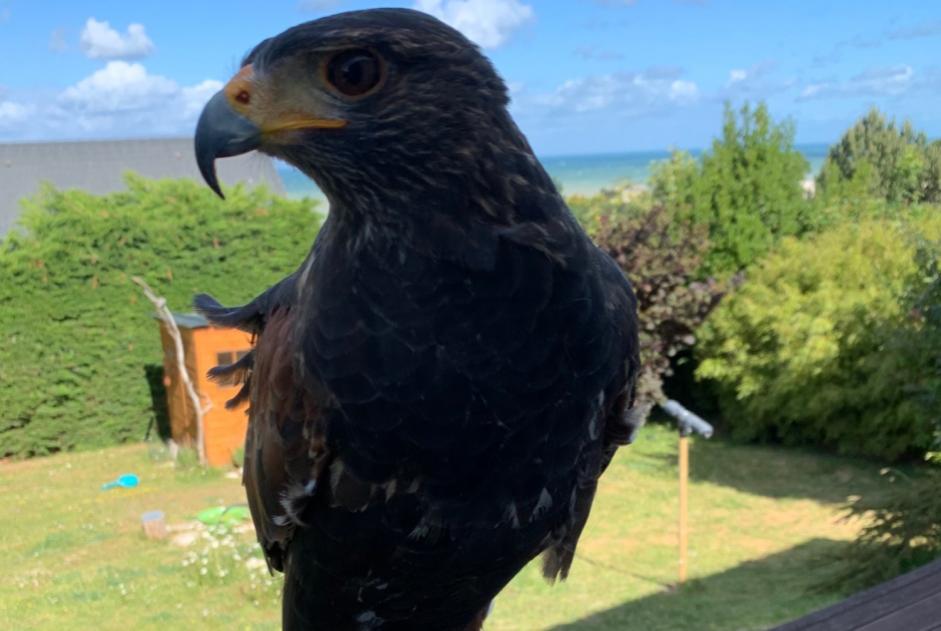 Alerte Disparition Oiseau Mâle , 2023 ans Criel-sur-Mer France Alerte Disparition Oiseau Mâle , 2023 ans Criel-sur-Mer France