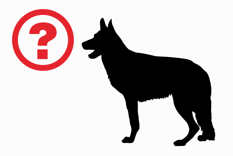Verdwijningsalarm Hond  Mannetje , 4 jaar Étretat Frankrijk