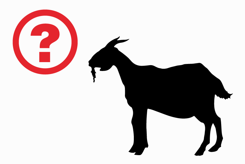 Discovery alert Goat Female Canville-les-Deux-Églises France Discovery alert Goat Female Canville-les-Deux-Églises France