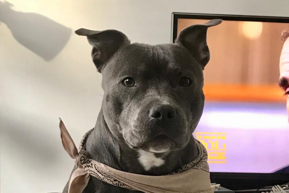 Avviso scomparsa Cane  Femmina , 1 anni Rouen Francia