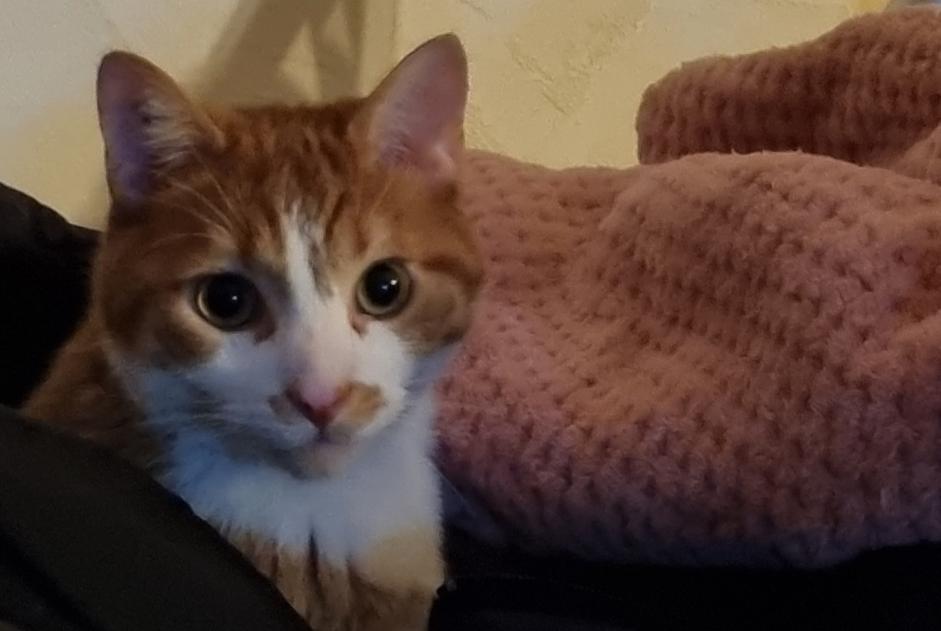 Avviso scomparsa Gatto Maschio , 6 anni Rouen Francia