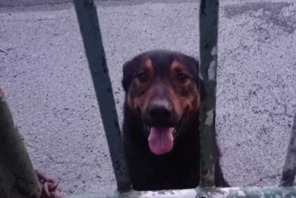 Ontdekkingsalarm Hond rassenvermenging Mannetje Saumont-la-Poterie Frankrijk