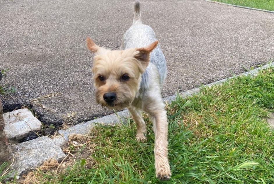 Ontdekkingsalarm Hond  Mannetje Elbeuf Frankrijk