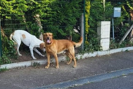 Ontdekkingsalarm Hond Onbekend Oissel Frankrijk