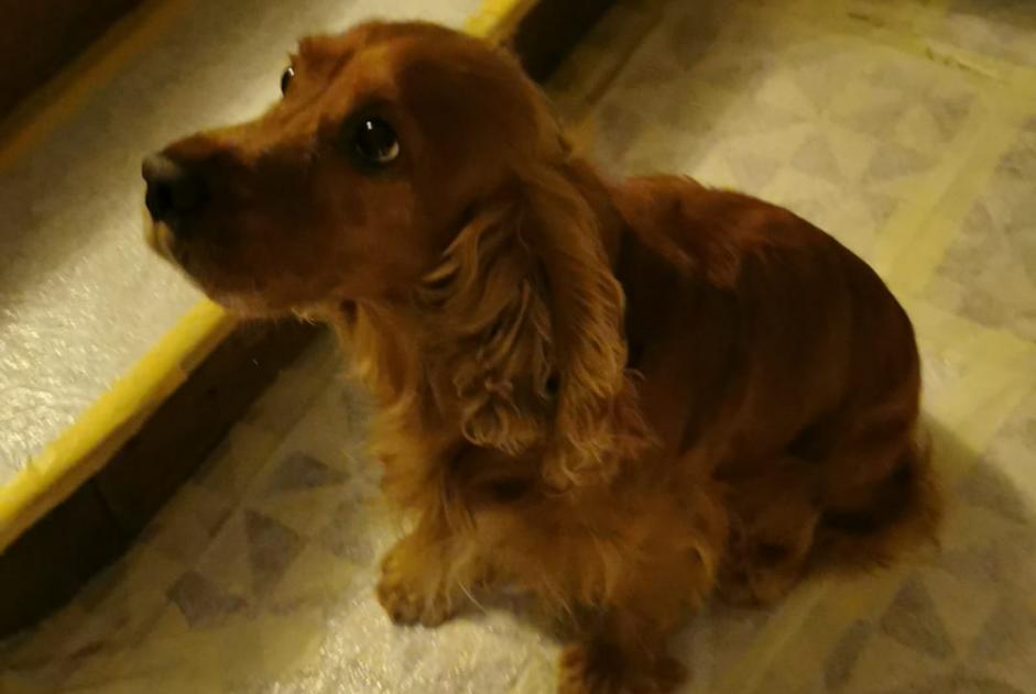 Verdwijningsalarm Hond  Mannetje , 12 jaar Gonneville-sur-Scie Frankrijk