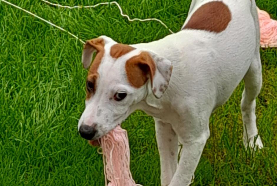 Verdwijningsalarm Hond  Mannetje , 3 jaar Yvetot Frankrijk